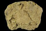 Fossil Leaf Preserved In Travertine - Austria #77911-1